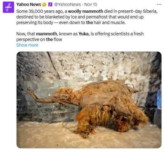 猛瑪象幼象Yuka的遺骸於2010年在西伯利亞永凍土中被發現，保存狀態近乎完整。（圖／翻攝自X，Yahoo News）
