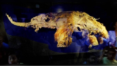 猛瑪象死前幾分鐘「基因在做什麼」?科學家解碼 4萬年前RNA奇蹟保存改寫歷史