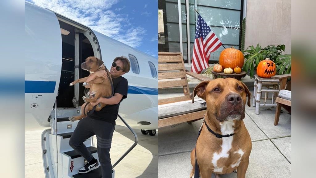 MLB(影)／山本由伸秀愛犬「卡洛斯」！去年8月收養的流浪狗現在跟他一起坐飛機