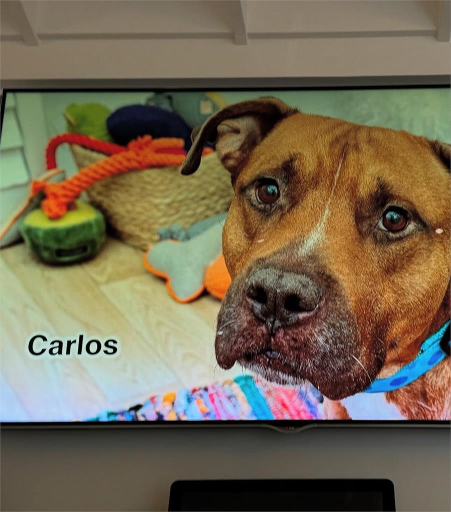 MLB(影)／山本由伸秀愛犬「卡洛斯」！去年8月收養的流浪狗現在跟他一起坐飛機