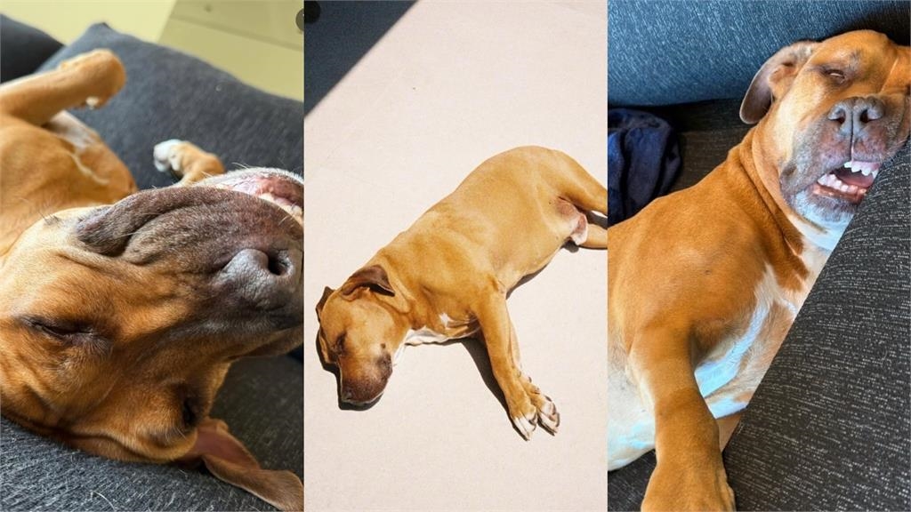 MLB(影)／山本由伸秀愛犬「卡洛斯」！去年8月收養的流浪狗現在跟他一起坐飛機