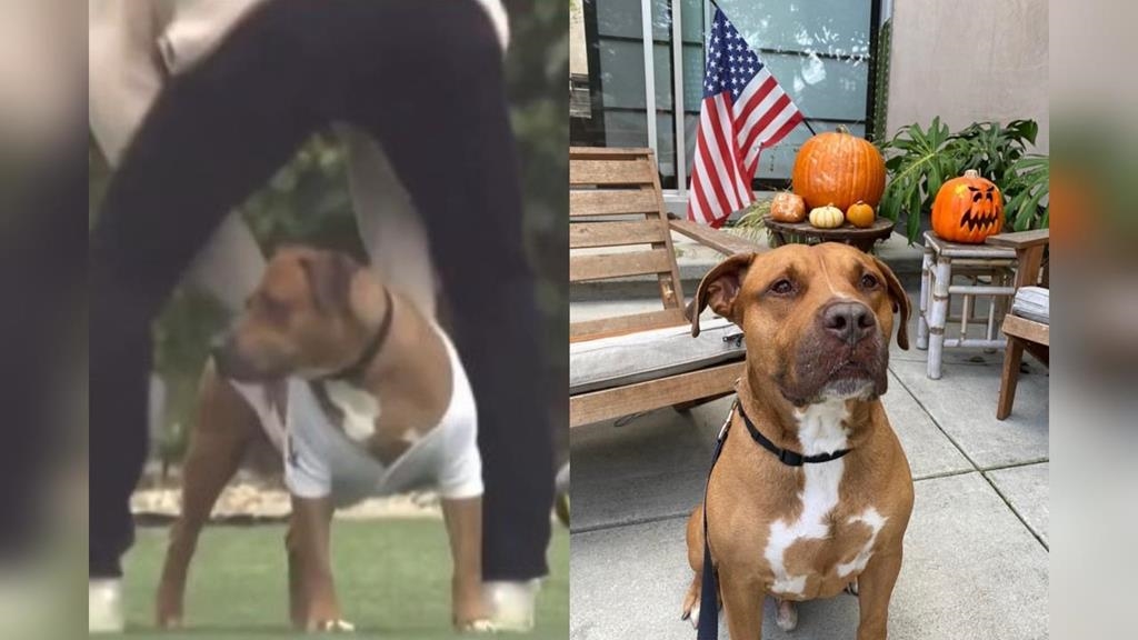 MLB(影)／大谷、山本的狗狗聯誼玩得很開心！真美子在旁陪玩超吸睛