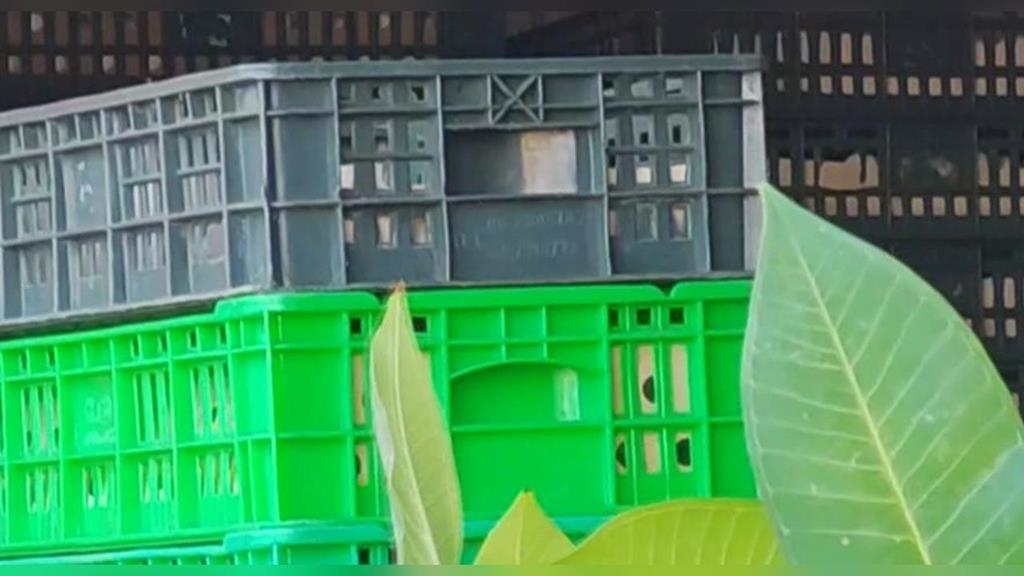 芬普尼毒蛋把關現漏洞　彰化縣府認錯將懲處追究