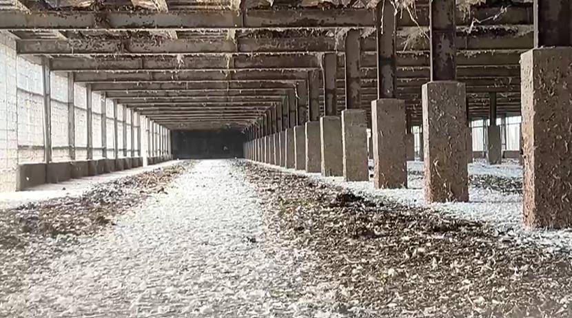 芬普尼毒蛋把關現漏洞 彰化縣府認錯將懲處追究