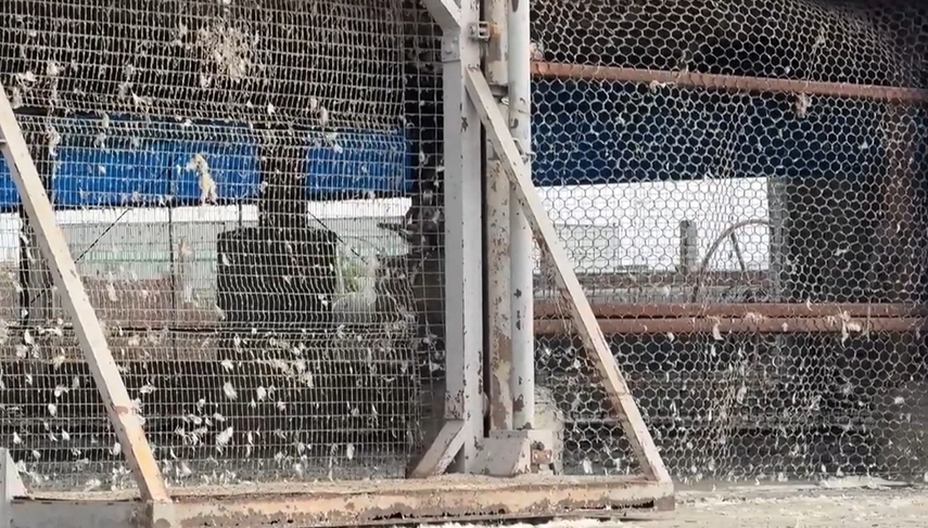 空窗？畜牧場未收公文就出蛋　梧棲區蛋行民眾退蛋