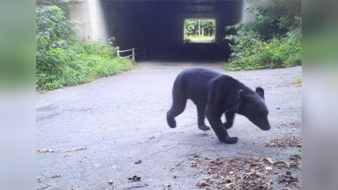 日本秋田熊害惡化!今年已50起傷亡 高齡獵人疲於奔命:比疫情還怕出門