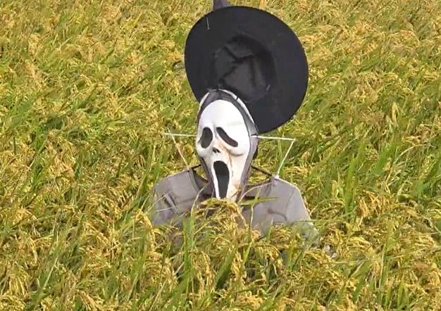 嚇鳥還是嚇人? 台中「稻草鬼人」爆紅