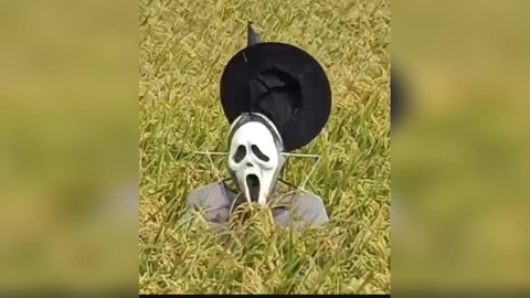 嚇鳥還是嚇人? 台中「稻草鬼人」爆紅