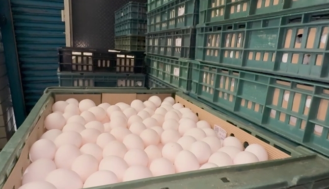 芬普尼毒蛋燒不停！　彰檢搜蛋行帶回負責人　訊後20萬交保