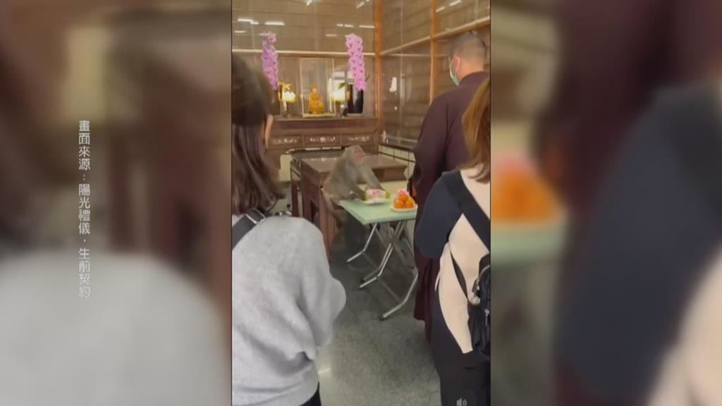 鄰近柴山！　元亨寺塔位區裝防護　猴子轉戰神主區「搶祭品」