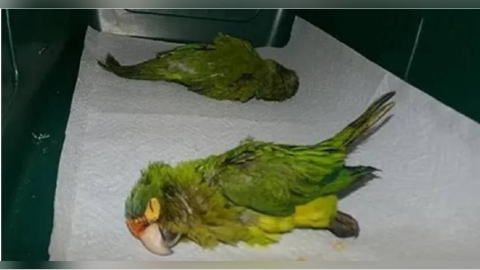 他辯稱「鼠蹊部異常隆起」是GG！海關檢查後竟掏出2隻「瀕危鸚鵡」