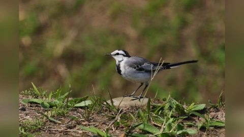秋天冬候鳥報到　大漢溪濕地化身鳥類五星級過冬天堂