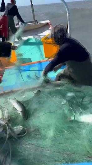 低溫助攻12天捕7400尾　漁民2百萬年終先入帳