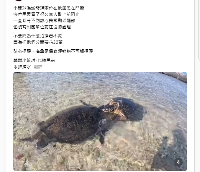 小琉球遇「海龜釘孤枝」不敢勸架　目擊民眾：怕被罰60萬