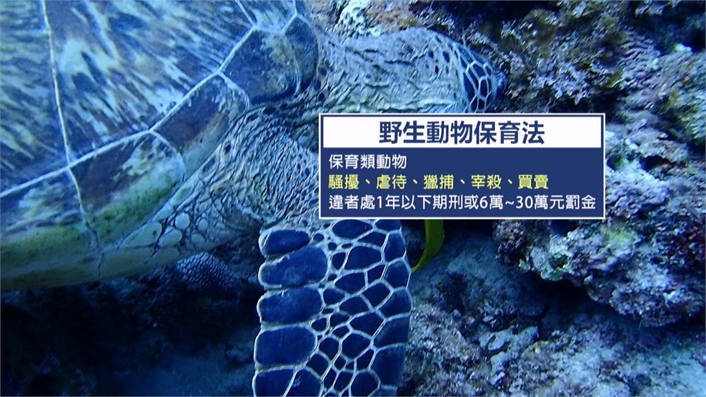 小琉球遇「海龜釘孤枝」不敢勸架　目擊民眾：怕被罰60萬