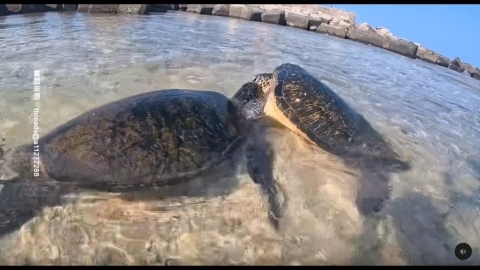 小琉球遇「海龜釘孤枝」不敢勸架　目擊民眾：怕被罰60萬