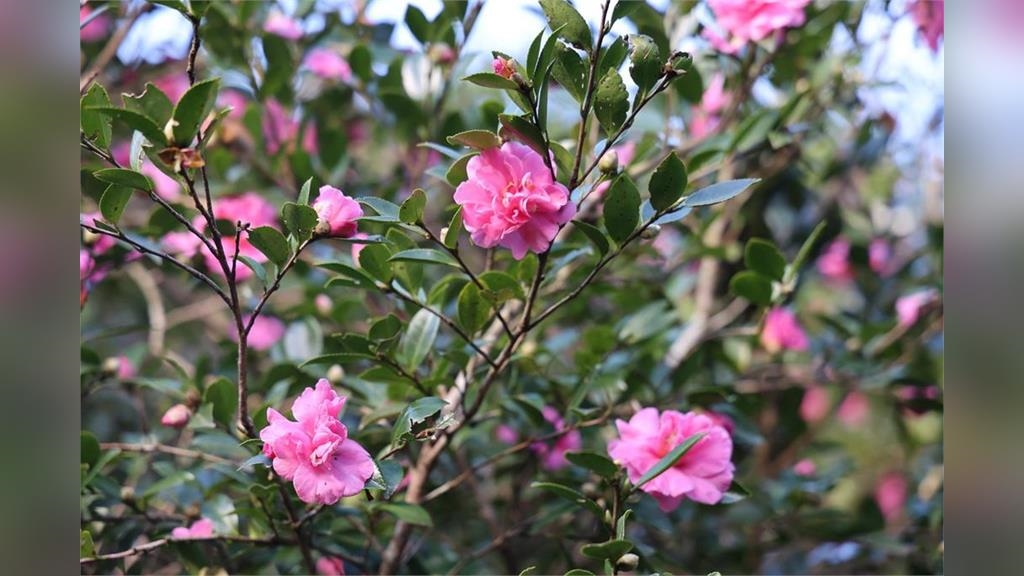 賞楓、觀銀杏、看茶梅 秋天上陽明山秘境賞花