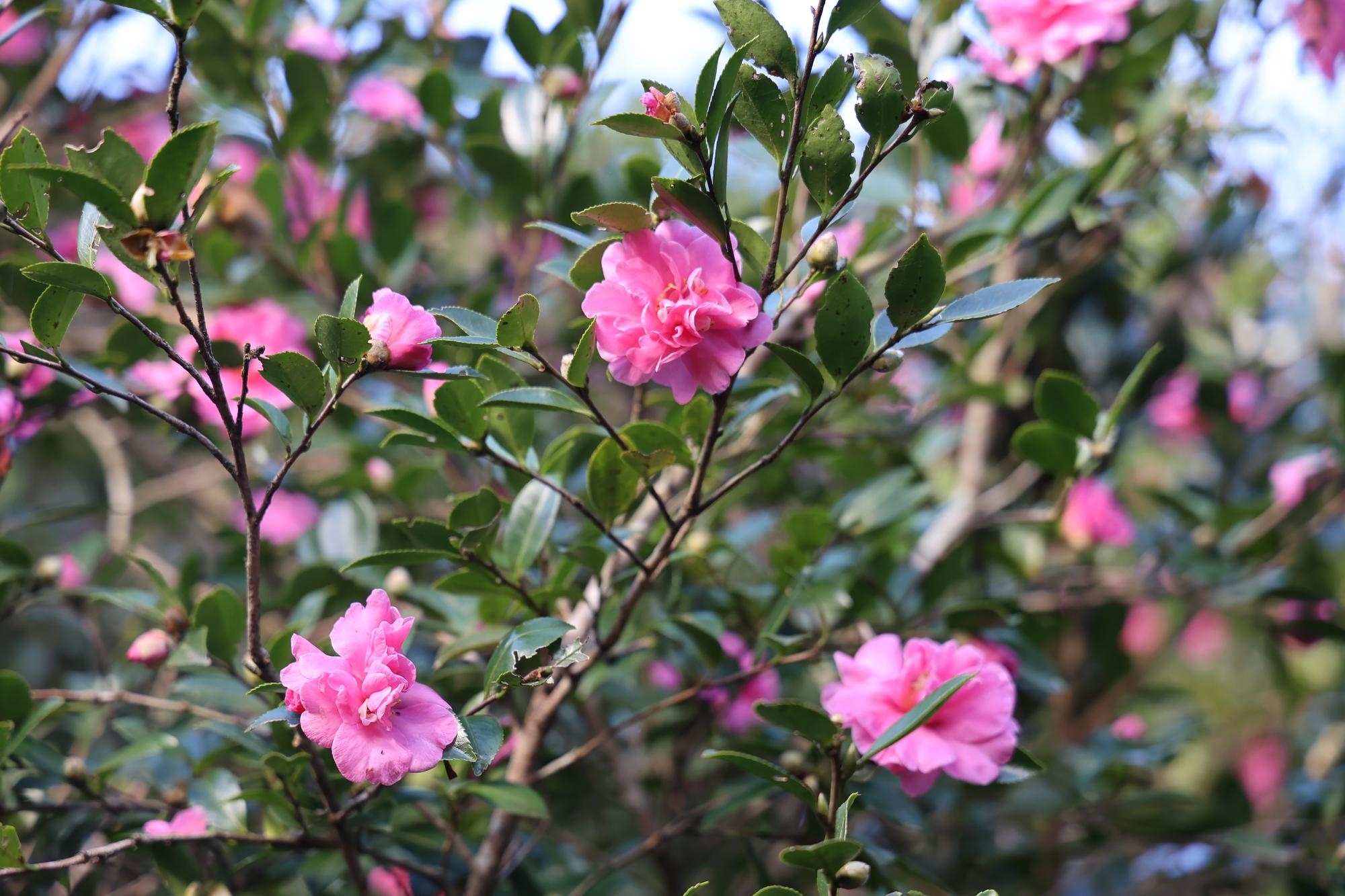 茶梅盛開 圖/台北市政府提供