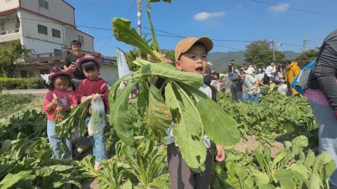 採蘿蔔！美濃白玉蘿蔔今年盛產　農友：難得的「好年冬」