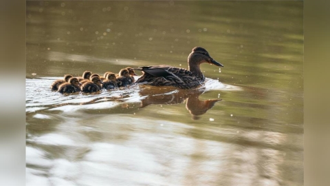 全球出現首例H5N5奪命 疾管署呼籲「5要6不」