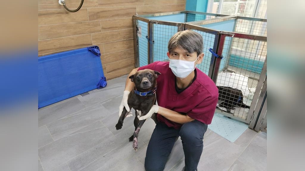 流浪犬左前腳重傷　新北動保處腹部皮膚移植手術助康復