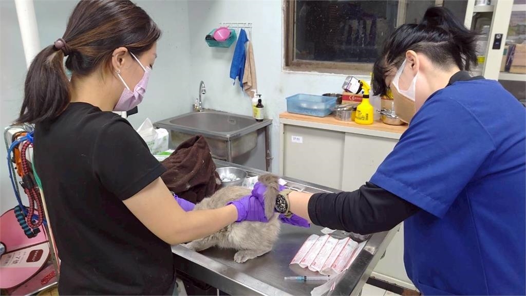 彰化某貓園髒亂41貓遭收置　飼主曝悲劇：被詐騙200多萬