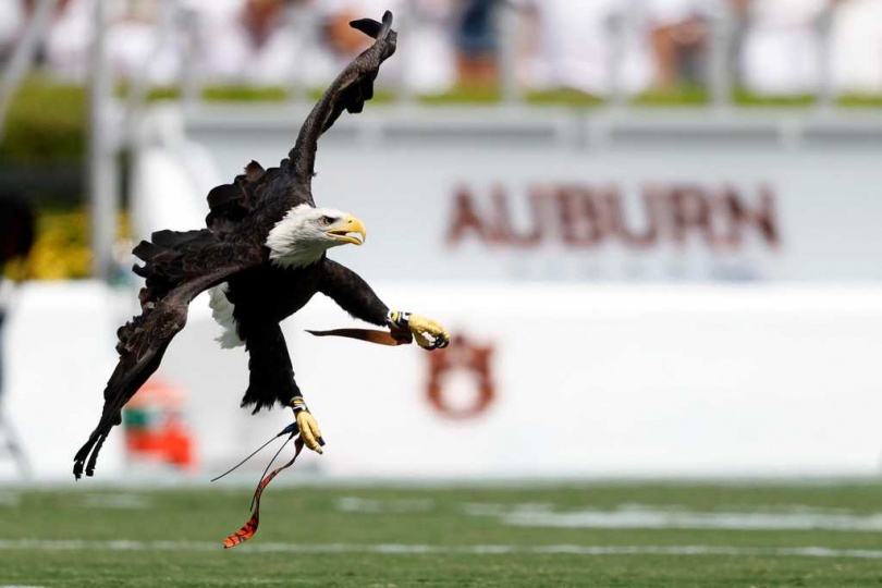 白頭鷹具備攜帶貓隻等等體型動物的能力。（示意圖／達志／美聯社，下同）