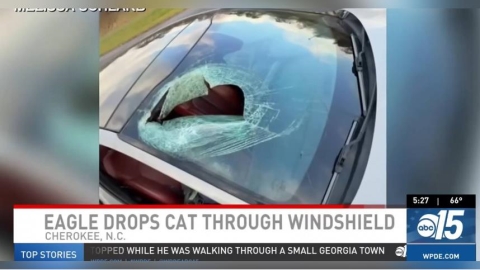 她開車遇天降貓屍！白頭鷹鬆爪一擊　砸爛車窗還灑滿血肉