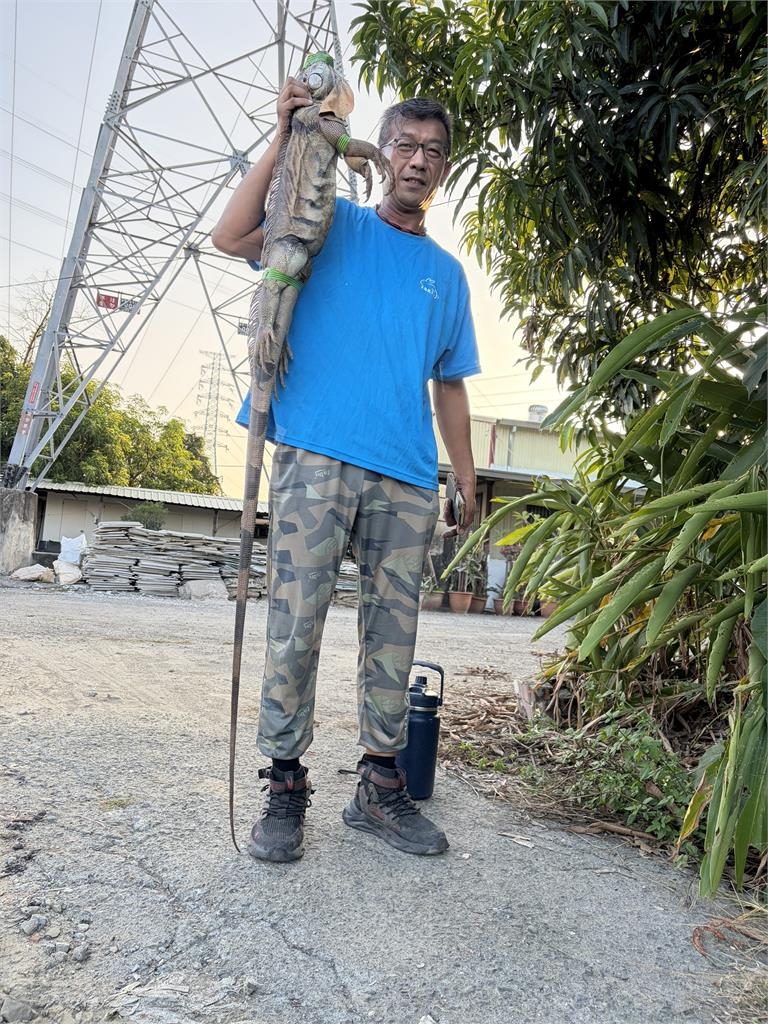 台南捕獲2公尺「怪獸哥吉拉」原型!他親曝:幾乎沒天敵、日均抓逾70隻