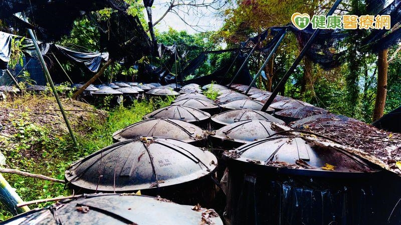 從森林到腳下的每一步：十安以善行健走　展現永續實踐力