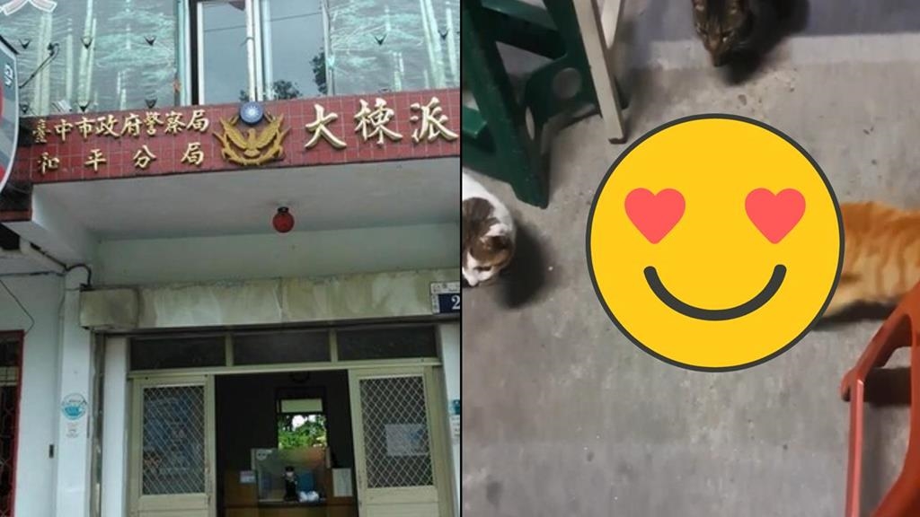 台中派出所驚見「貓的報恩」！3貓「1年幫滅30隻蛇」勇舉為警除害