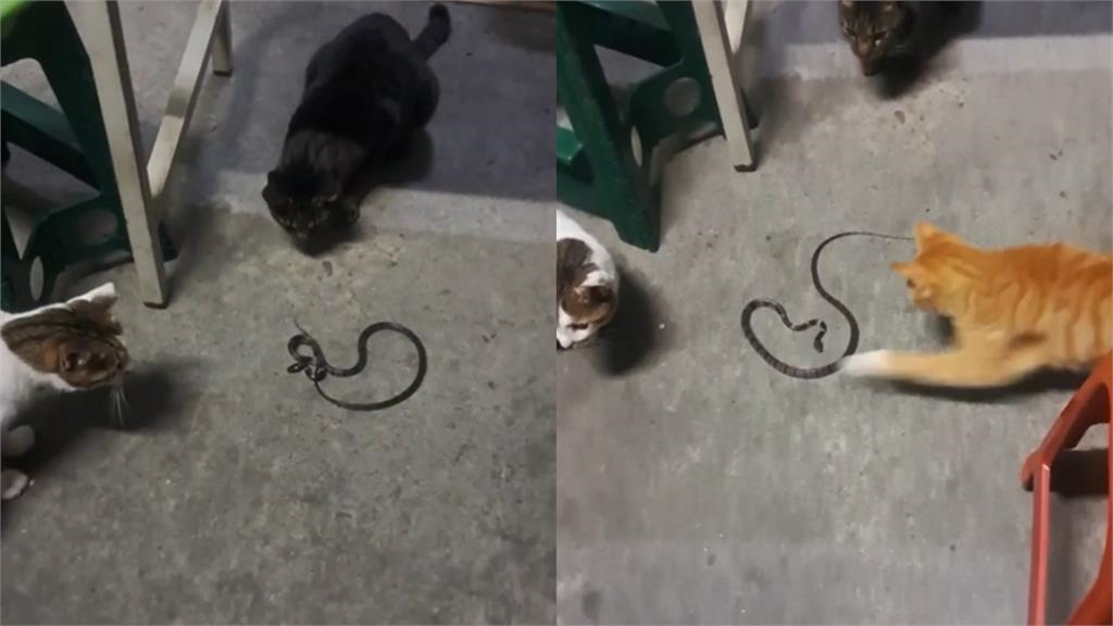 台中派出所驚見「貓的報恩」!3貓「1年幫滅30隻蛇」勇舉為警除害