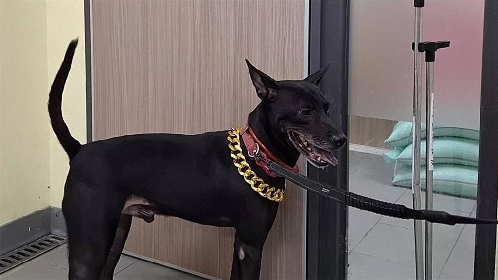 快新聞／不准虐狗！新北淡水「歐告疑遭虐討賞」　動保處開罰8萬元