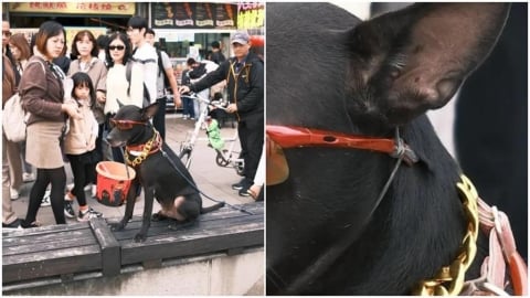 不准虐狗！新北淡水「歐告疑遭虐討賞」　動保處重罰8萬元