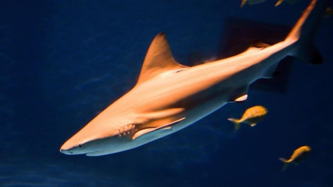 台灣近海也有！澳洲驚傳「公牛鯊」咬人　1死1傷