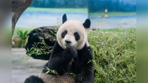 大貓熊「圓圓」邁入高齡生活 健康狀況曝光