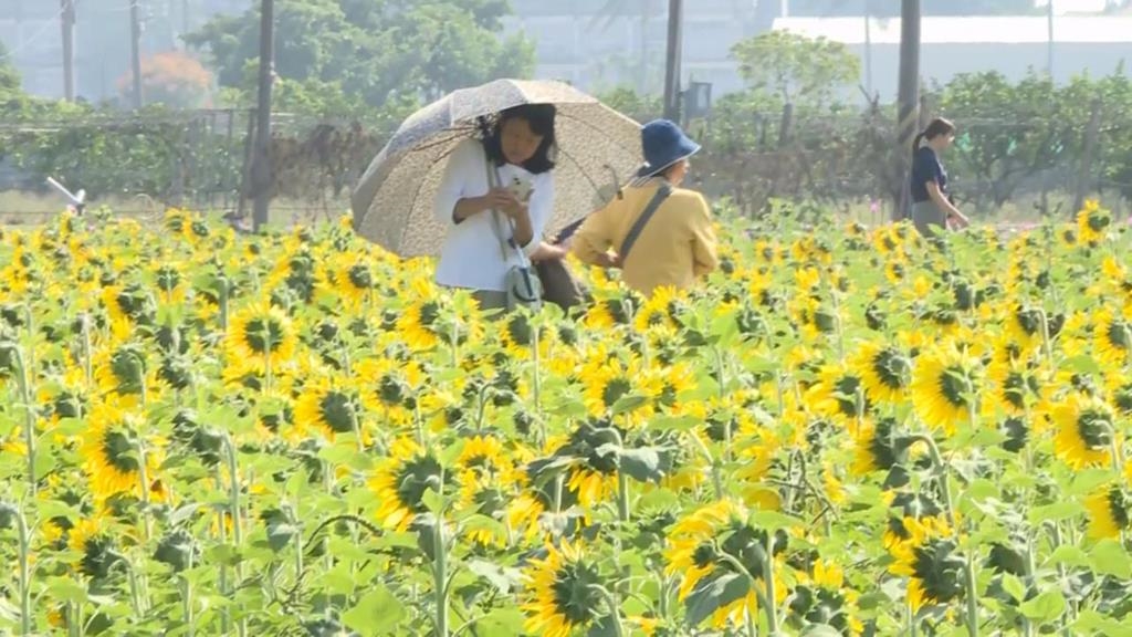 夢幻美景結合特色市集　嘉義花海生活節浪漫登場