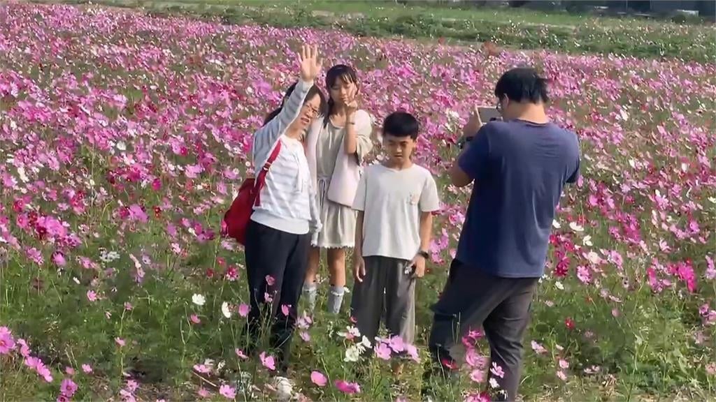 夢幻美景結合特色市集　嘉義花海生活節浪漫登場