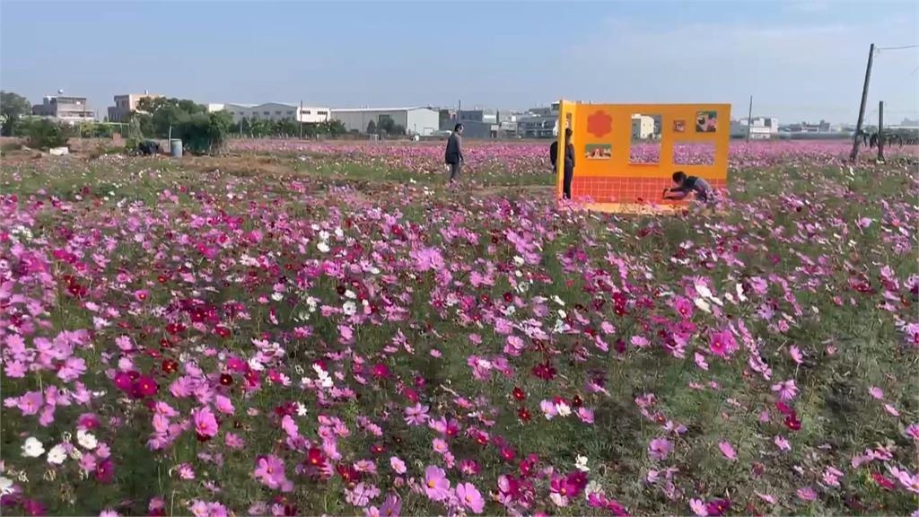 夢幻美景結合特色市集　嘉義花海生活節浪漫登場