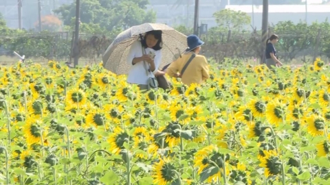 夢幻美景結合特色市集　嘉義花海生活節浪漫登場