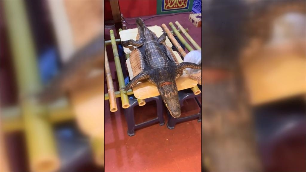 廟會拜三牲有「鱷魚」！　特大號魚肉供品引民眾圍觀