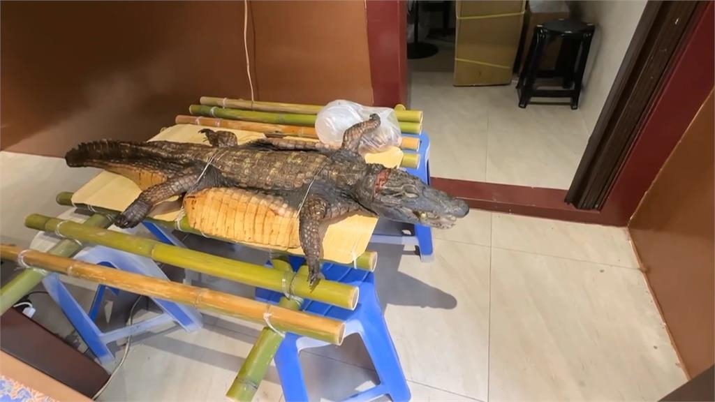 廟會拜三牲有「鱷魚」！　特大號魚肉供品引民眾圍觀