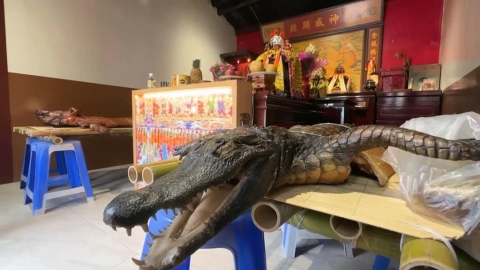 廟會拜三牲有「鱷魚」！　特大號魚肉供品引民眾圍觀