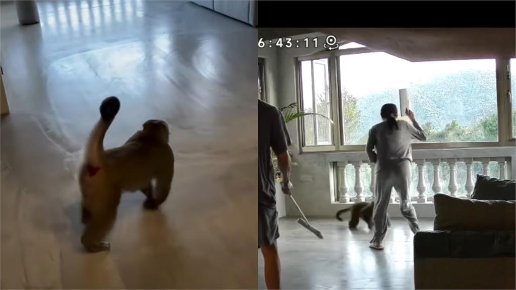 袁艾菲家驚見猴子「徒手開窗」硬闖！超熟練畫面曝光…網笑：根本當自己家