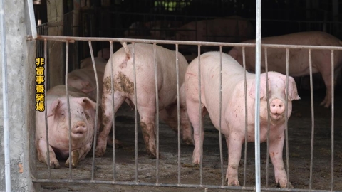 回顧非洲豬瘟疫情防疫! 業者支持禁運成關鍵