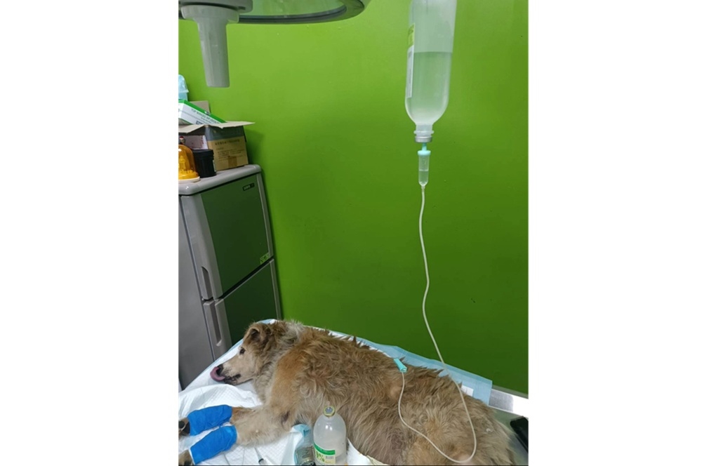 林口大黃弟重獲幸福 浪犬腳潰爛見骨堅強求生 2 cnews204251201a12