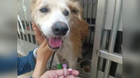 林口大黃弟重獲幸福　浪犬腳潰爛見骨堅強求生　