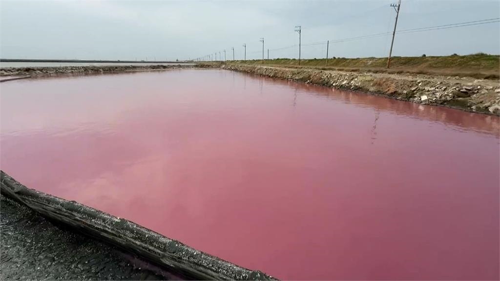 台南七股「粉紅魚塭」爆紅　「光合菌」改善水質和土壤