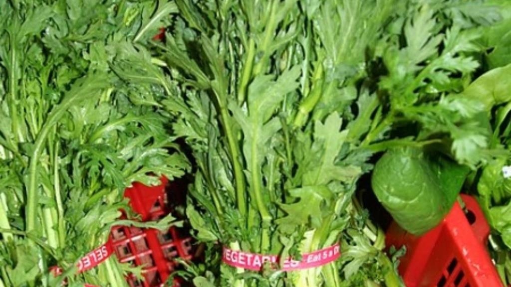 冬天火鍋必備神菜「茼蒿」怎麼挑？農糧署曝「2品種」分辨法：吃起來更美味！