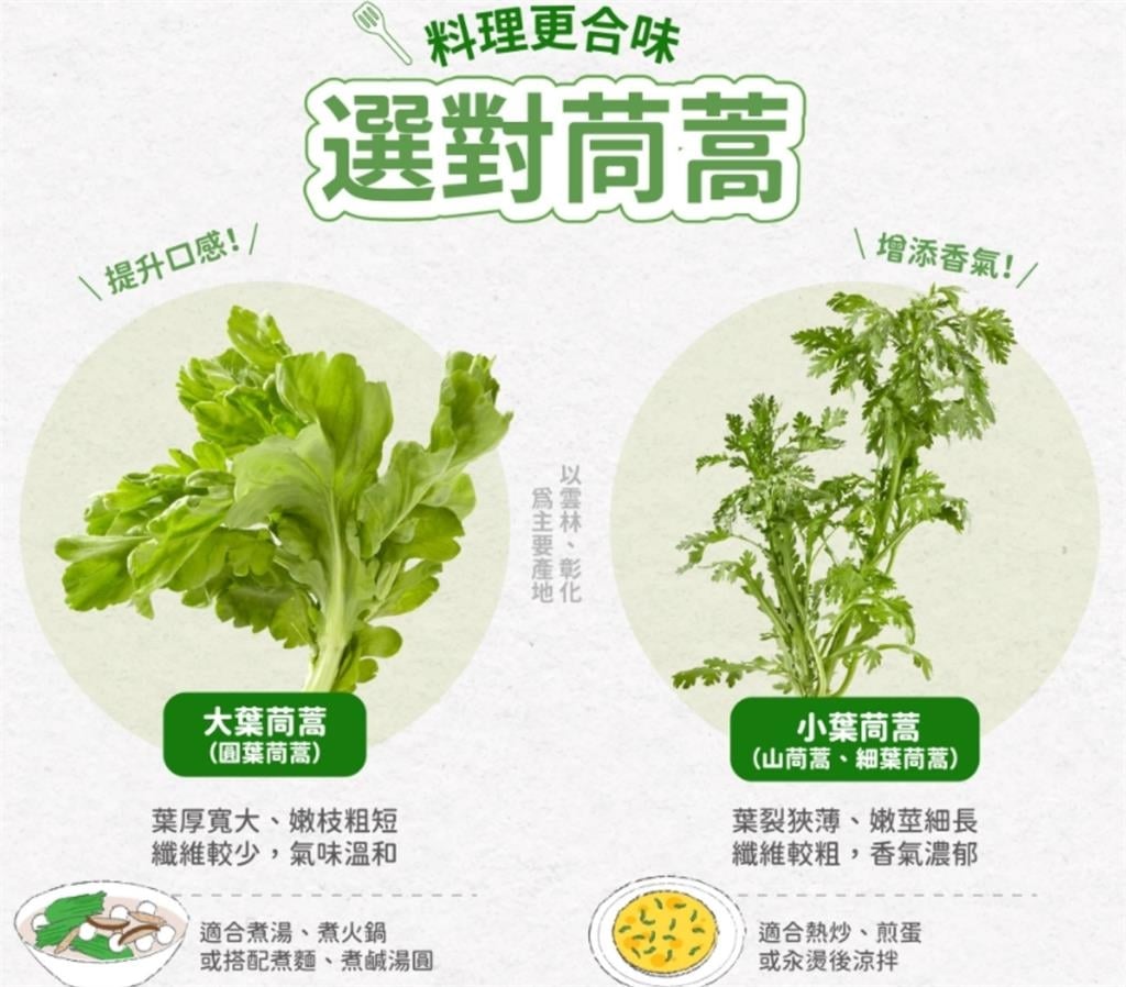 冬天火鍋必備神菜「茼蒿」怎麼挑？農糧署曝「2品種」分辨法：吃起來更美味！